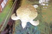 Albinoschildkröte Albinoschildkröte