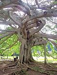 Ficus Ficus