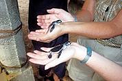Schildkröten 1 Tag alt Schildkröten 1 Tag alt